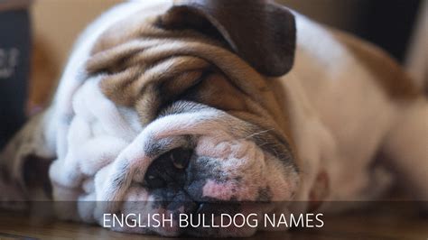 Ultimate List of the Top 500 + Bulldog Names – Cute and Popular Puppy Name Ideas