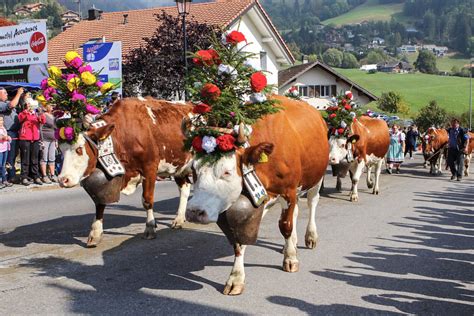 Swiss Cow Parade 2020 | Cow parade, Cow, Parades