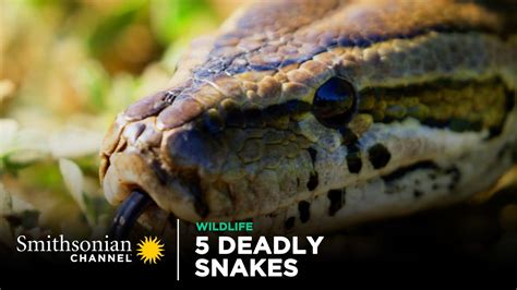 5 Deadly Snakes In Action 🐍 Smithsonian Channel - YouTube