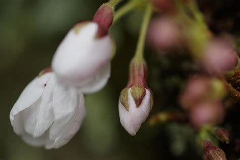 New hardiness zone map will help US gardeners keep pace with climate change