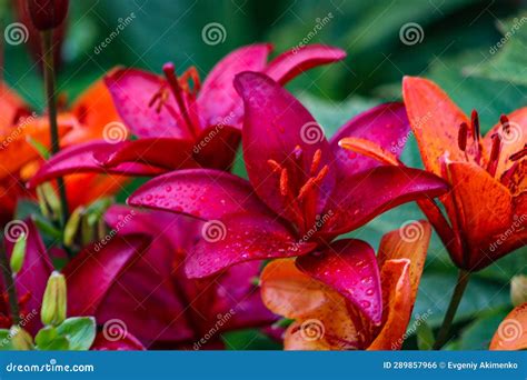 Red and Orange Lilies Close Up after Rain Stock Photo - Image of rain ...