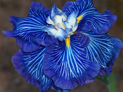 World of Irises: Colors, Patterns of Japanese Iris