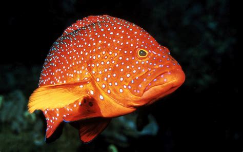 picture of a big orange fish with white blue dots all over his body1600 ...