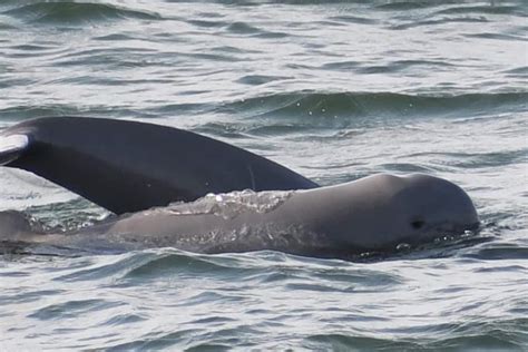 Cambodian Irrawaddy Dolphin - Endangered Wildlife OÜ