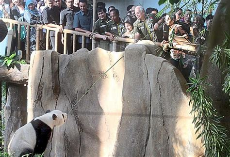 Giant Pandas In Malaysia: Latest Updates On Fu Wa And Feng Yi