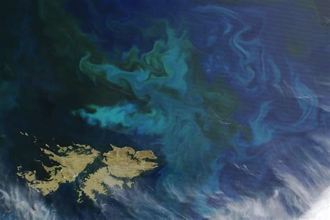 Phytoplankton Blooms off the Falkland Islands : Natural Hazards