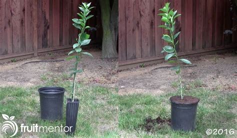 Grafting Orange Trees - How to Graft a Tree by T-budding