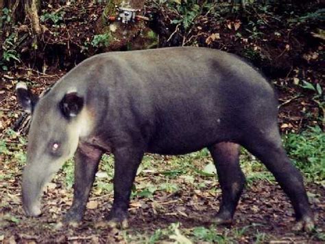 Tapir - Costa Rica