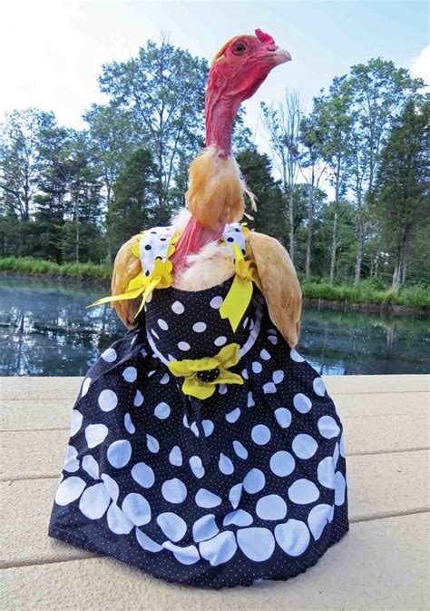 Halloween chicken clothes and costumes #don'tyoudressyourchickensup? #backyardchickens | Chicken ...