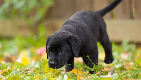 Puppy Training Schedule: Ages and Stages in Labrador Puppy Training