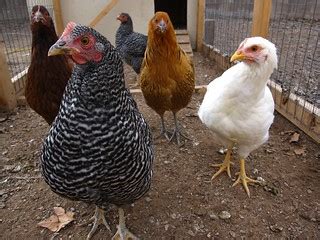 Chickens: the Band | If the chickens had a rock group, this … | Flickr