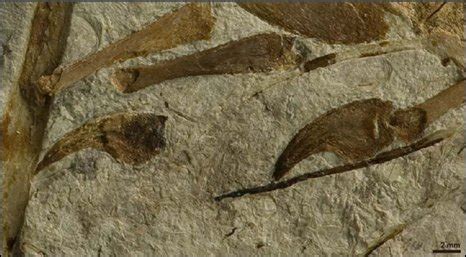 BBC NEWS | Science & Environment | New feathered dinosaur discovered