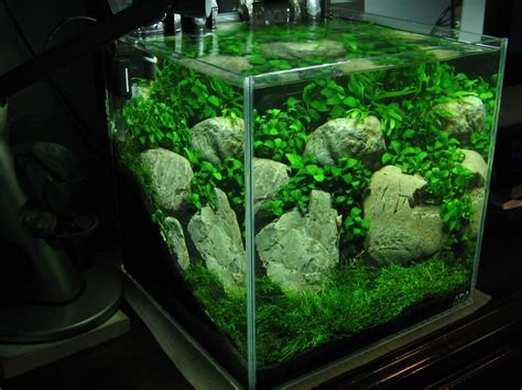 Nano Aquarium Java Moss - beleuchtung aquarium