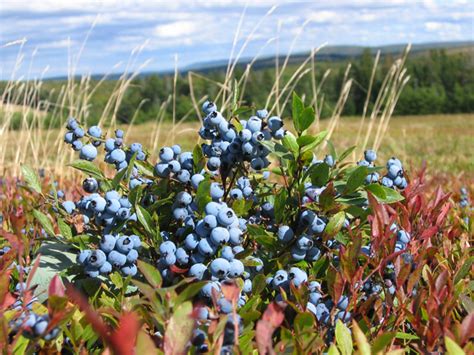 Fresh Maine Blueberries: A Summer Tradition - Wild Blueberries