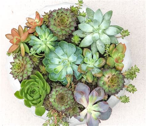 How to Water Succulents - the Right Way - Natalie Linda