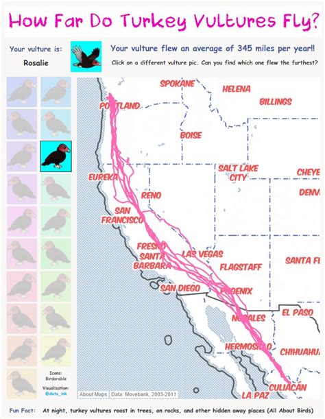 Week 4: Migration of Turkey Vultures in North and South America ...