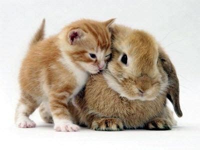 Kitten cuddling with a bunny. : r/aww