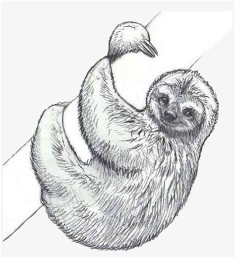 Sloth Draw Pencil Tree Freetoedit - Drawing Of Sloth PNG Image ...