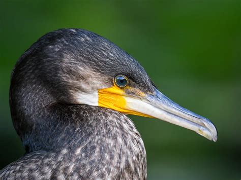 Cormorant Bird Facts (Phalacrocorax carbo) | Birdfact