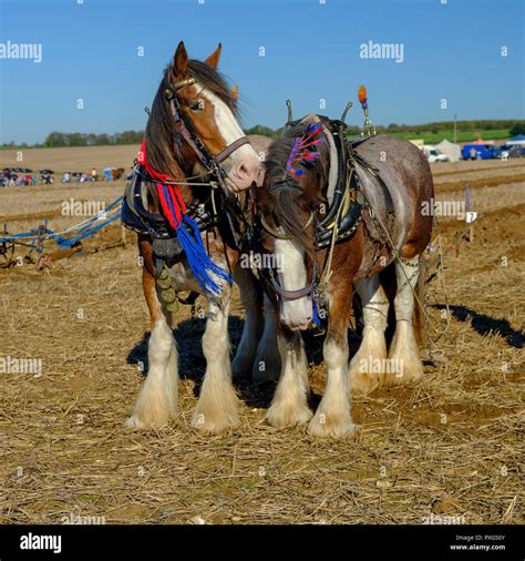 Horse Plowing Field High Resolution Stock Photography and Images - Alamy