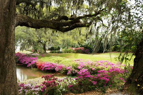 Middleton Place Garden Tours, Butterfly Lakes, Formal And Landscaped Gardens In Charleston