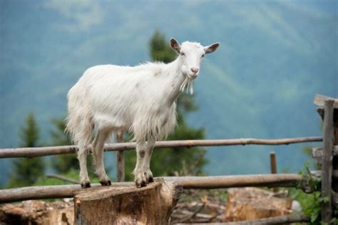 13 Types of Mountain Goats (with Pictures) | Pet Keen