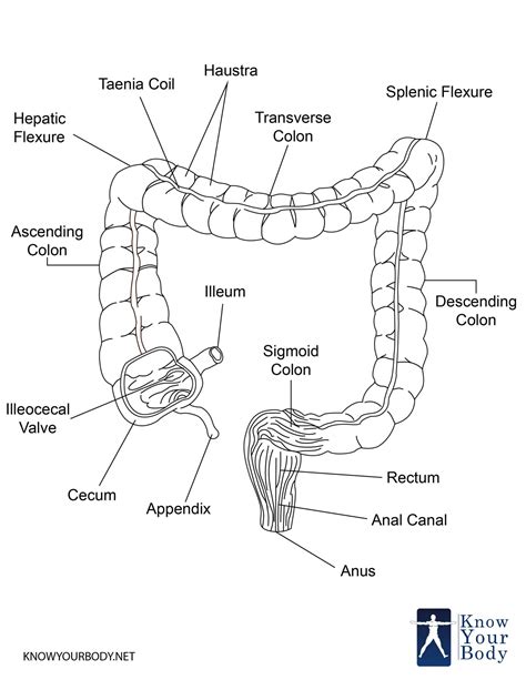 [DIAGRAM] Human Large Intestine Diagram - MYDIAGRAM.ONLINE