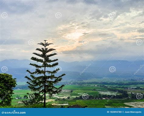 Pine Tree and Mountain Landscape Scenery Stock Photo - Image of pine ...