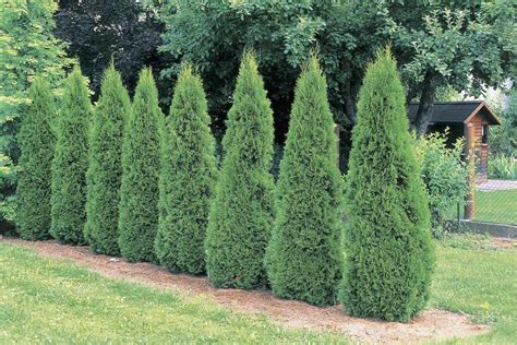 'Emerald Green' Arborvitae: Care and Growing Guide