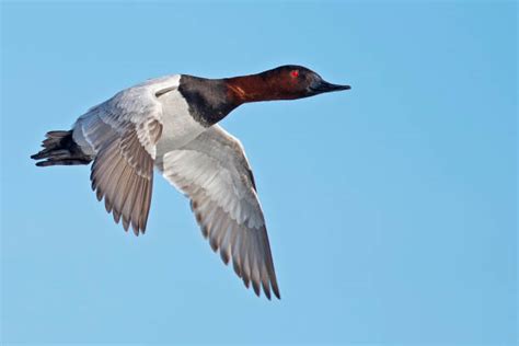 Royalty Free Canvasback Duck Pictures, Images and Stock Photos - iStock