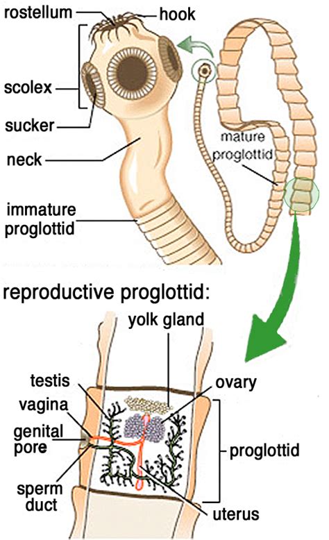 0 Result Images of Functions Of Parts Of A Tapeworm - PNG Image Collection