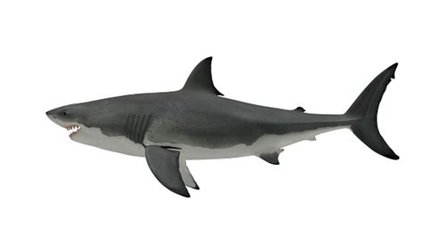 Great White Shark Side View On White Stock Photo - Download Image Now ...