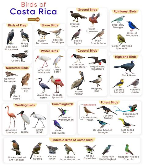 List of Birds Found in Costa Rica with Pictures