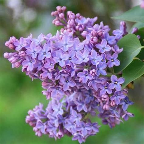 syringa vulgaris - Google Search | Syringa vulgaris, Syringa, Lilac plant