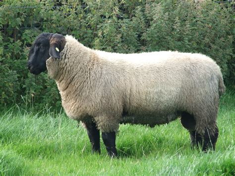 File:7 month old Suffolk Ram Lamb.JPG - Wikimedia Commons