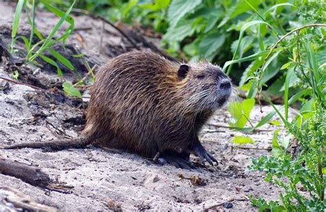 Californians should report giant river rats immediately | Top Headlines ...