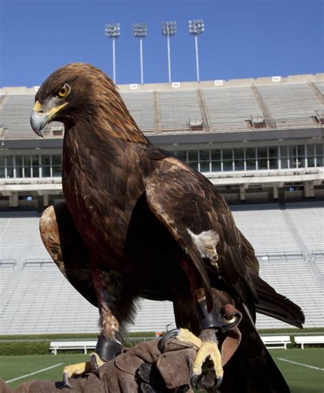 Auburn mascot Bald Eagle Poster Print (18 x 24) - Walmart.com - Walmart.com