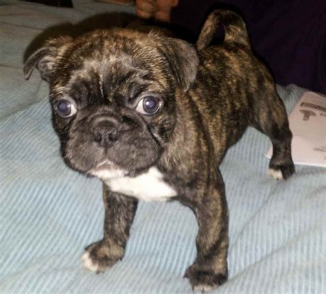 Boston Terrier Pug Mix | PETSIDI