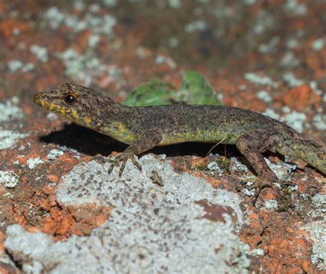 Species New to Science: [Herpetology • 2019] Cnemaspis anandani • A New Species of Day Gecko of ...