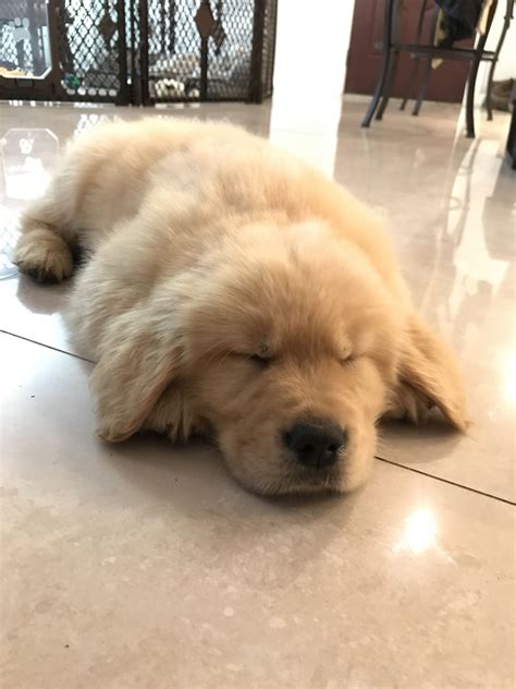 Golden retriever puppy sleeping @wheres_bash | Dogs golden retriever, Retriever puppy, Golden ...