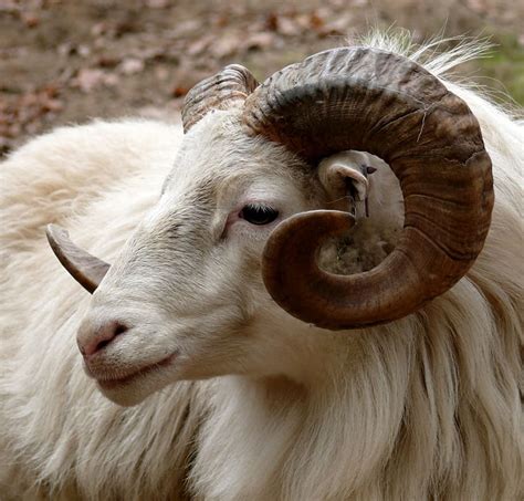 Oveja blanca carnero de cerca foto, carnero, cabeza, cuerno, fauna, cabra, Fondo de pantalla HD ...