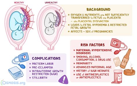 Describe the Role of the Placenta in Fetal Development - MarissaanceRoach