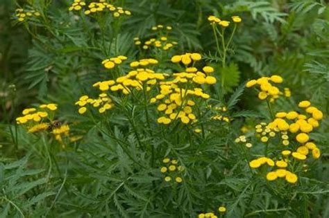 Tansy Medical Herb Seeds 10 - Etsy