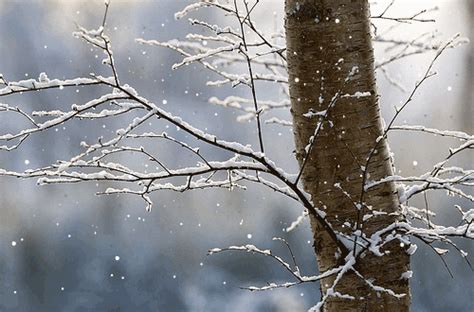 Snow Photography GIF - Find & Share on GIPHY