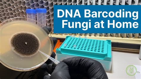 DNA Barcoding Fungi at Home: Extraction, PCR, and Gel Electrophoresis - YouTube