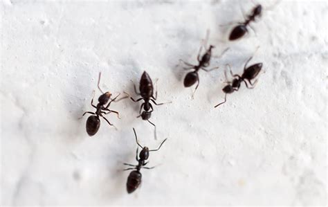 Little Black Ants in Elizabeth City, NC | Albemarle Termite & Pest Control