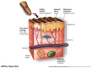 Pain Receptors – Introductory Psychology