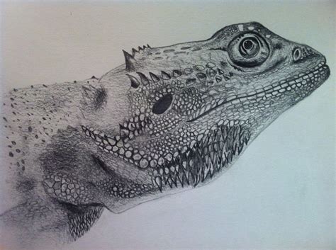 Bearded Dragon Sketch - Dragon Sketch, High School Art, Lizards ...