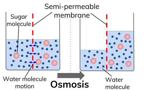 Passive Transport - Osmosis, Facilitated Transport and Simple Transport