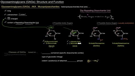 Glycosaminoglycans (GAGs): Structure and Function - Intro [free sample] - YouTube